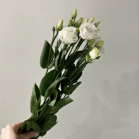 Lisianthus